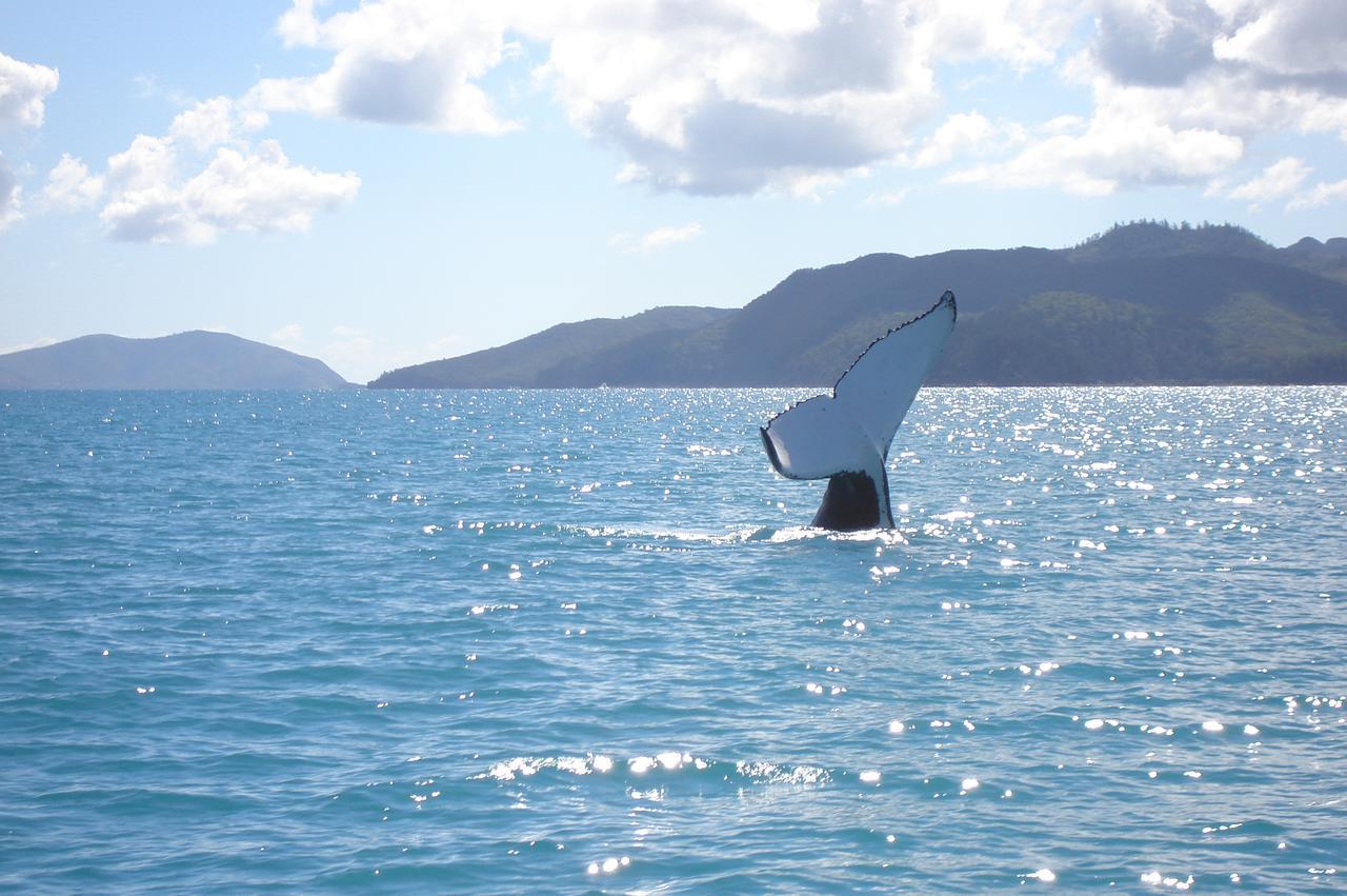 Marina View Apartment Airlie Beach Dış mekan fotoğraf